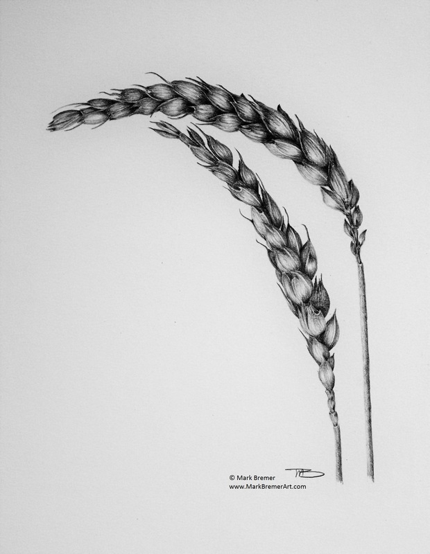 Wheat Drawing at Explore collection of Wheat Drawing