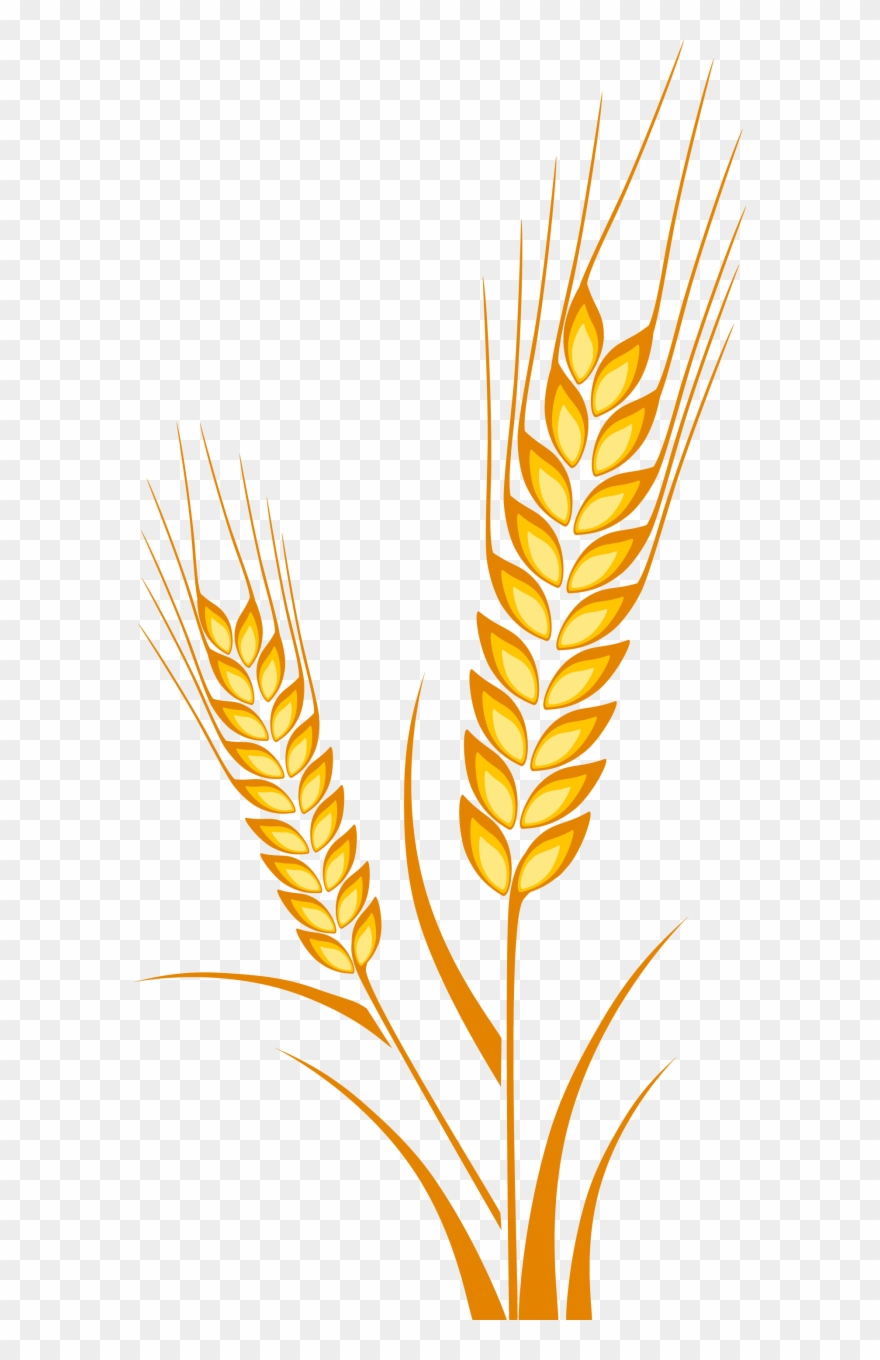 880x1360 Picture Freeuse Download Cereal Drawing Plant - Wheat Drawing