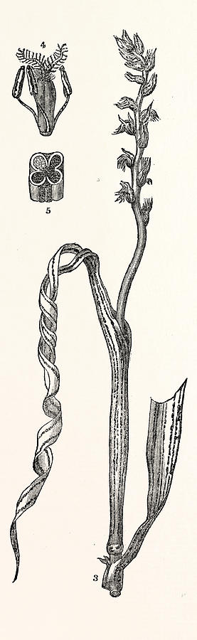 277x900 the smut or dust brand in wheat drawing - Wheat Drawing