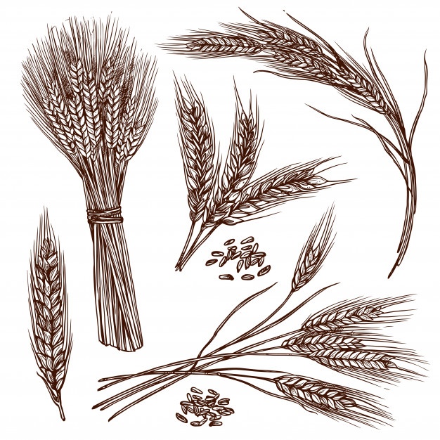 626x626 wheat vectors, photos and free download - Wheat Drawing