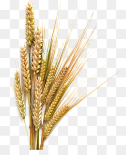 260x320 wheat drawing - Wheat Drawing