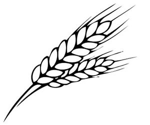 300x250 wheat drawing free download - Wheat Drawing
