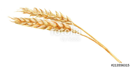 500x259 watercolor illustration of wheat spike, hand drawing stock photo - Wheat Drawing