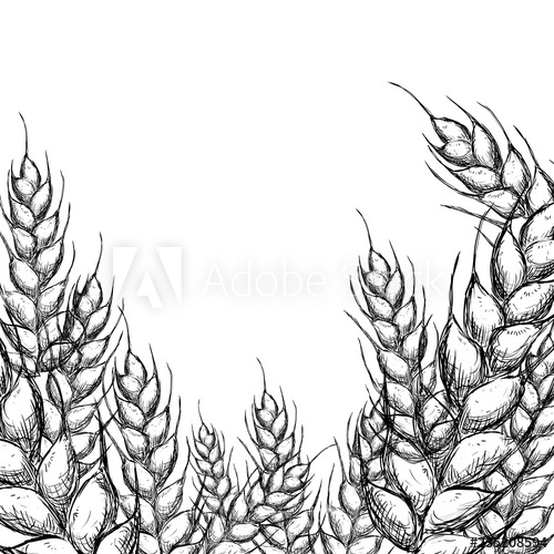 Wheat Drawing at PaintingValley.com | Explore collection of Wheat Drawing