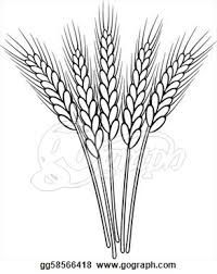 200x252 wheat drawing - Wheat Drawing