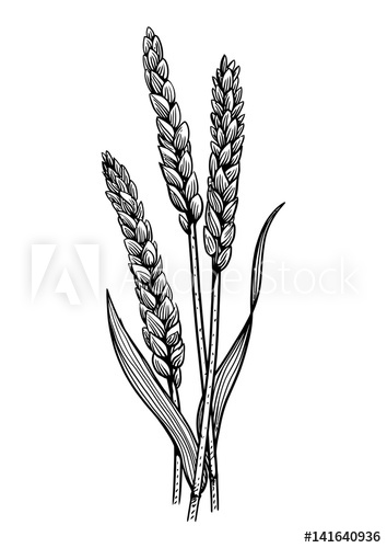 354x500 wheat illustration, drawing, engraving, ink, line art, vector - Wheat Drawing