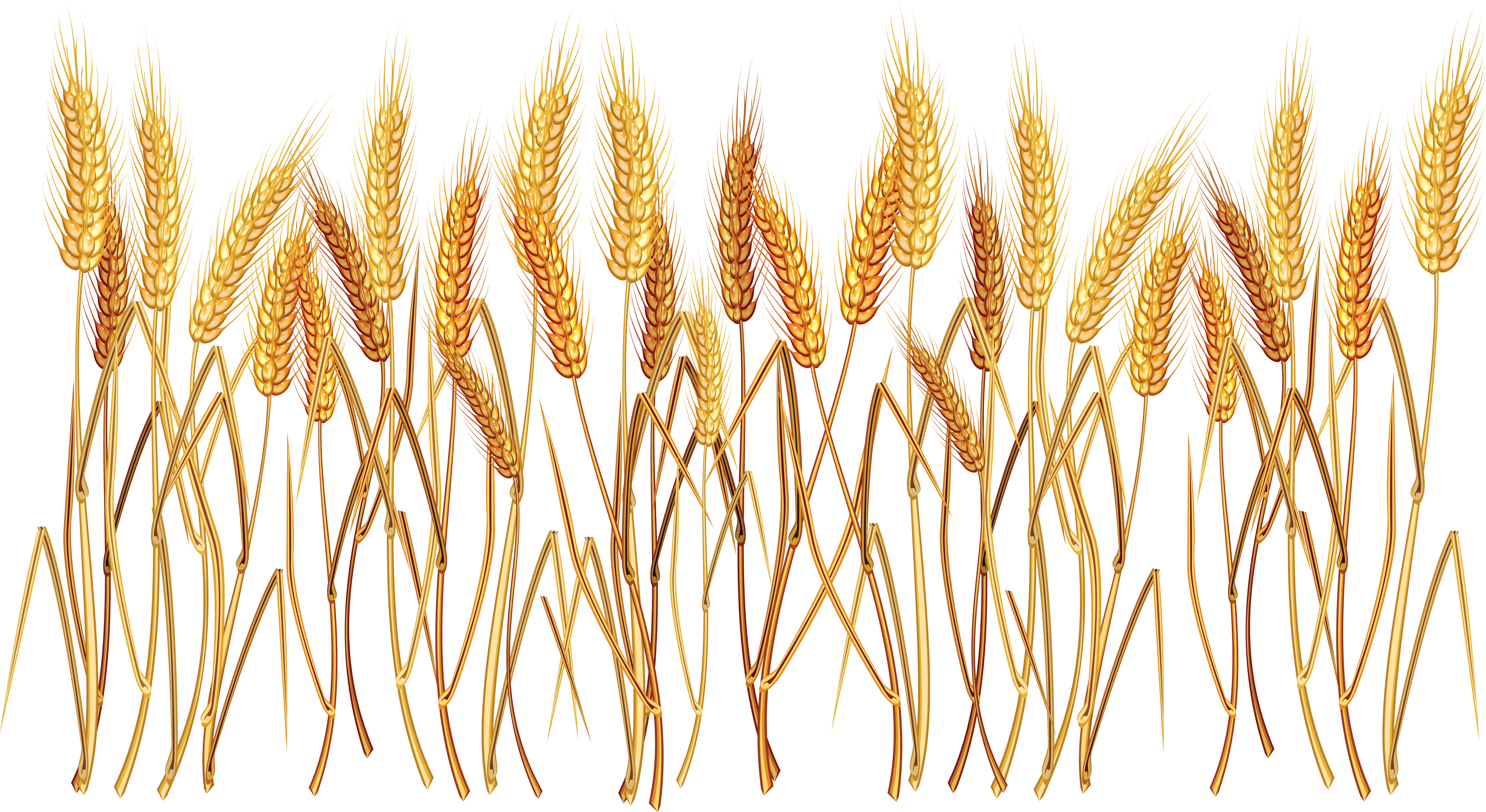 5730x3133 collection of free wheat drawing crop download on ui ex - Wheat Drawing