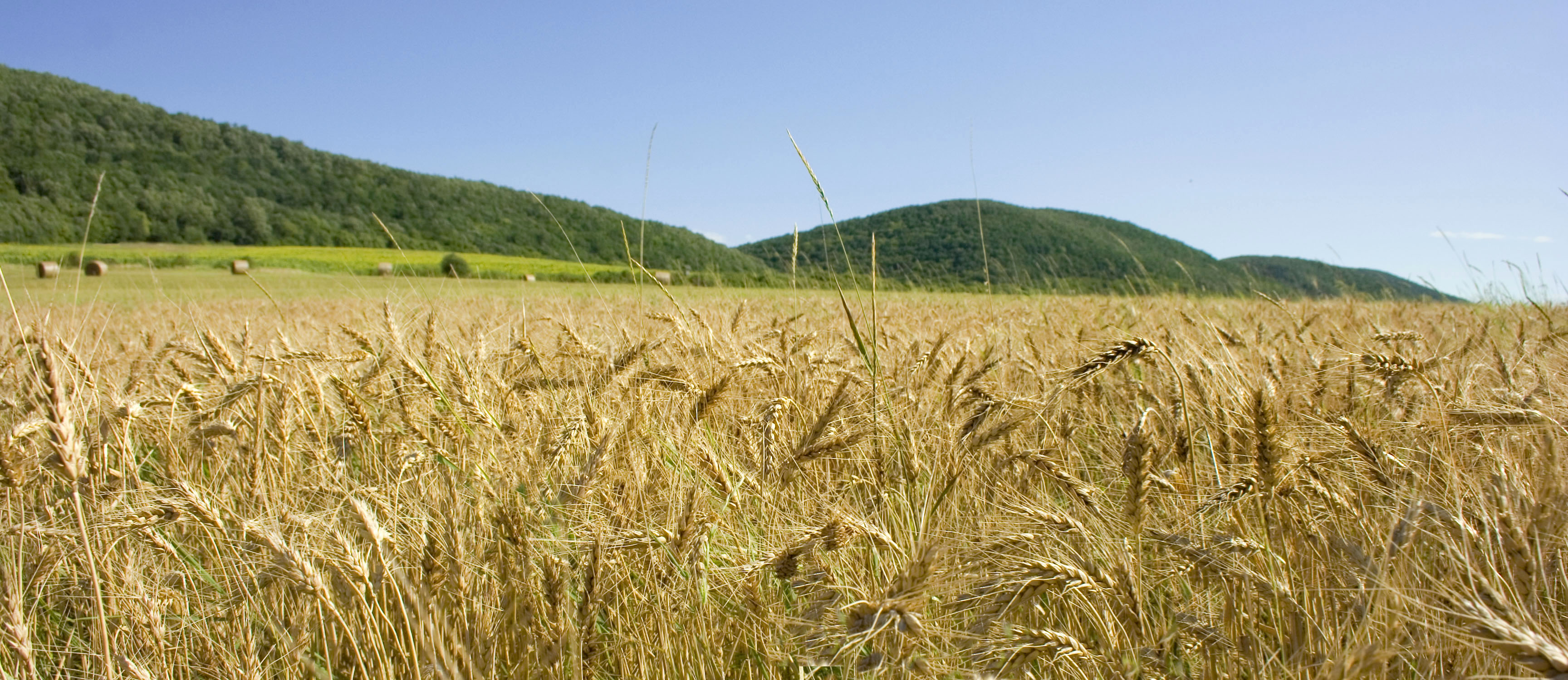 3456x1500 Filefelsoetold Wheat Field, Hungary - Wheat Field Drawing