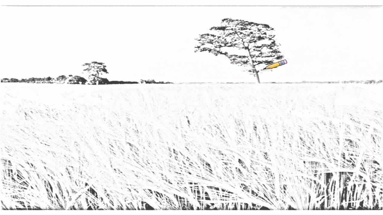 1280x720 Auto Draw Barley Field, North Somerset, United Kingdom - Wheat Field Drawing
