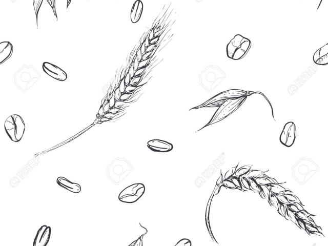 640x480 drawn wheat line drawing - Wheat Line Drawing