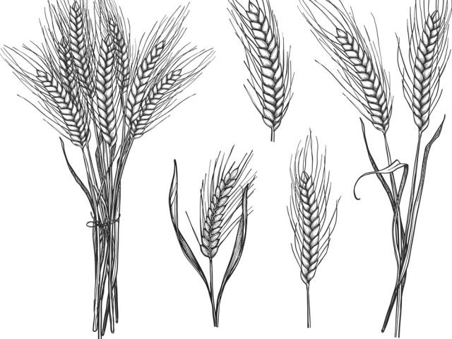 640x480 drawn wheat line drawing - Wheat Line Drawing