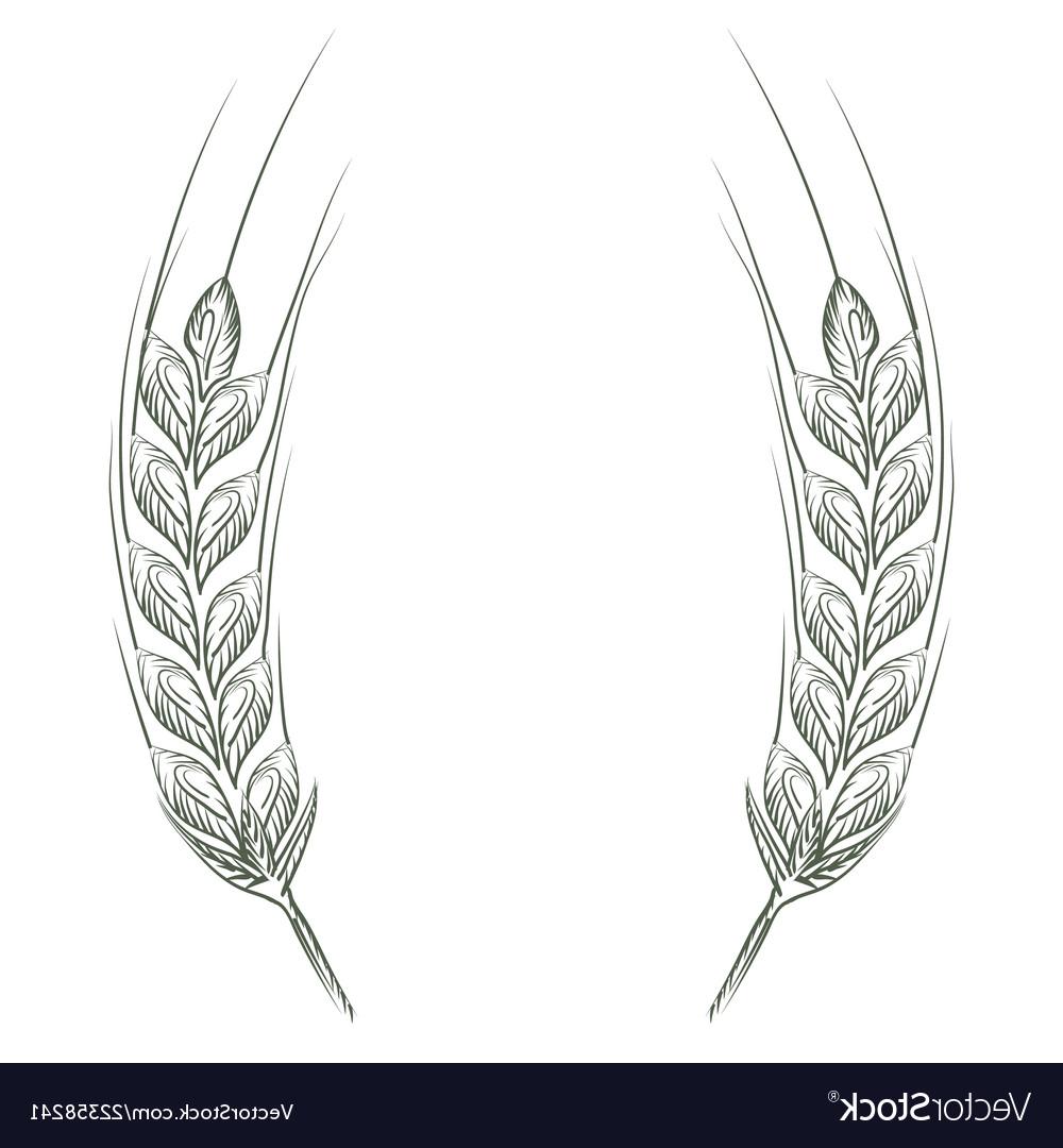 1000x1080 hd wheat bread ears cereal crop sketch line art style vector images - Wheat Line Drawing