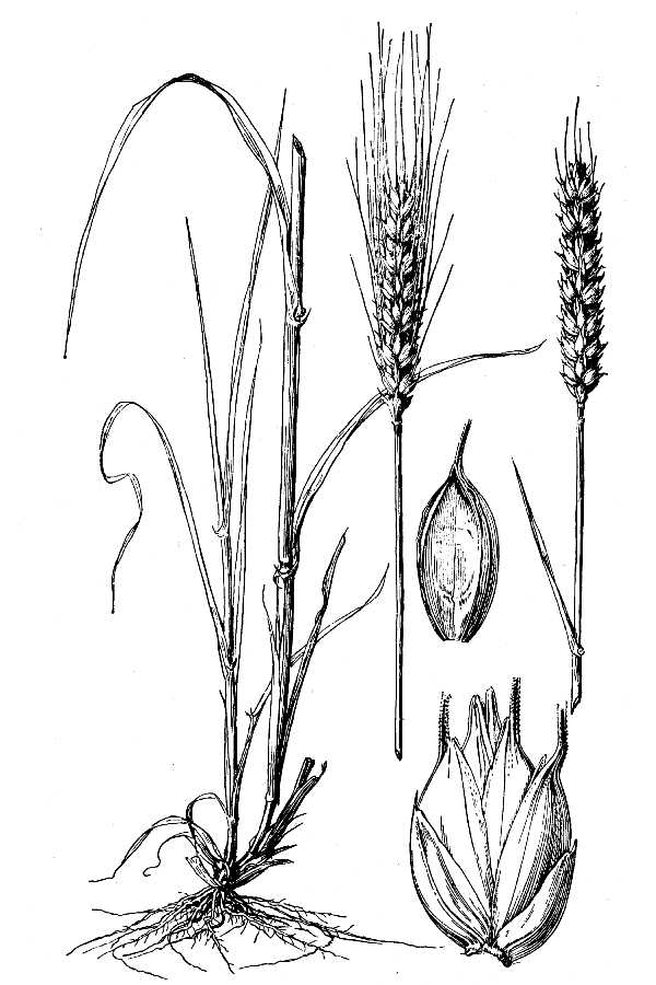 600x900 Large Image For Triticum Aestivum - Wheat Line Drawing