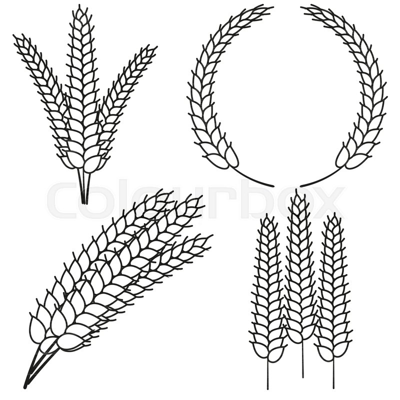 800x800 line art black and white ripe wheat stock vector colourbox - Wheat Line Drawing