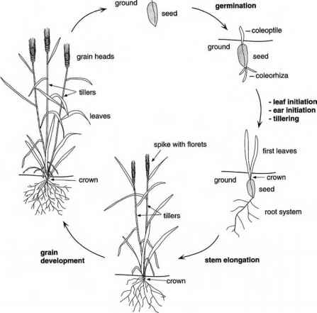 447x441 the wheat plant - Wheat Line Drawing
