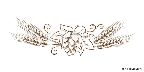 500x250 vector hop cones with leafs and wheat outline illustration vintage - Wheat Line Drawing