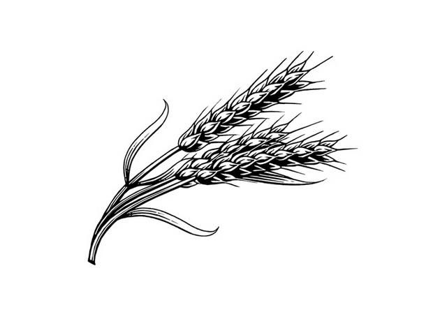 640x457 wheat, woodcut - Wheat Line Drawing