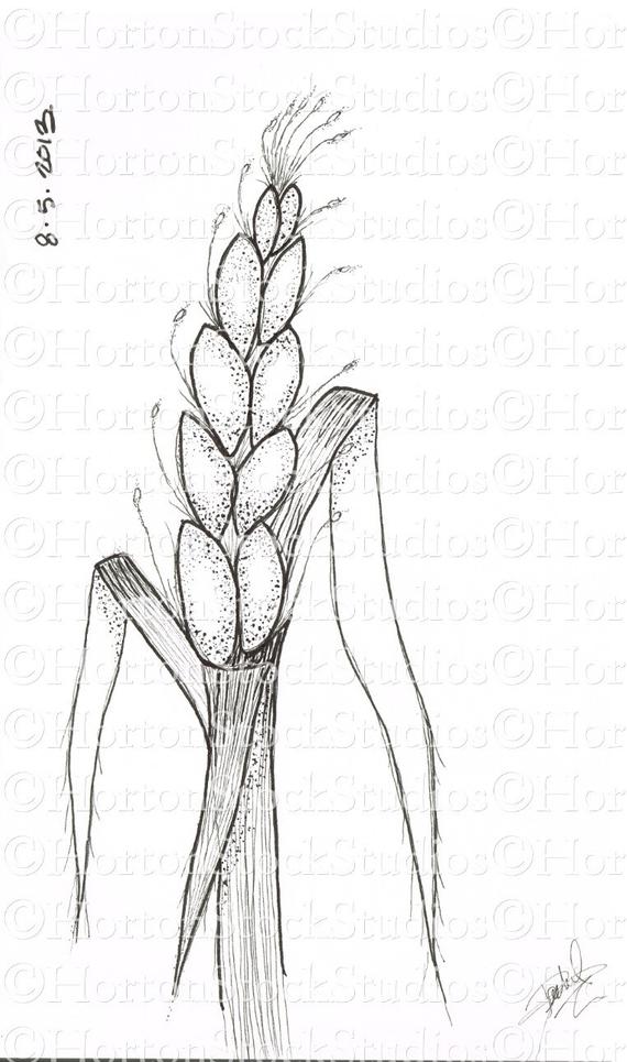 570x965 wheat stalk line and ink etsy - Wheat Line Drawing