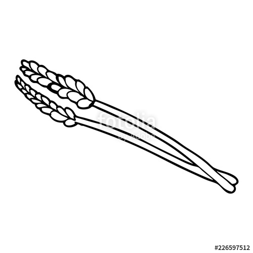 500x500 line drawing cartoon wheat stock image and royalty free vector - Wheat Line Drawing