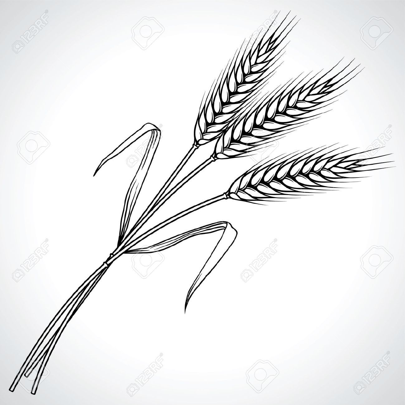 1300x1300 wheat line drawings - Wheat Line Drawing