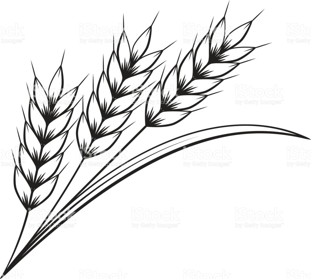 Wheat Line Drawing at PaintingValley.com | Explore collection of Wheat