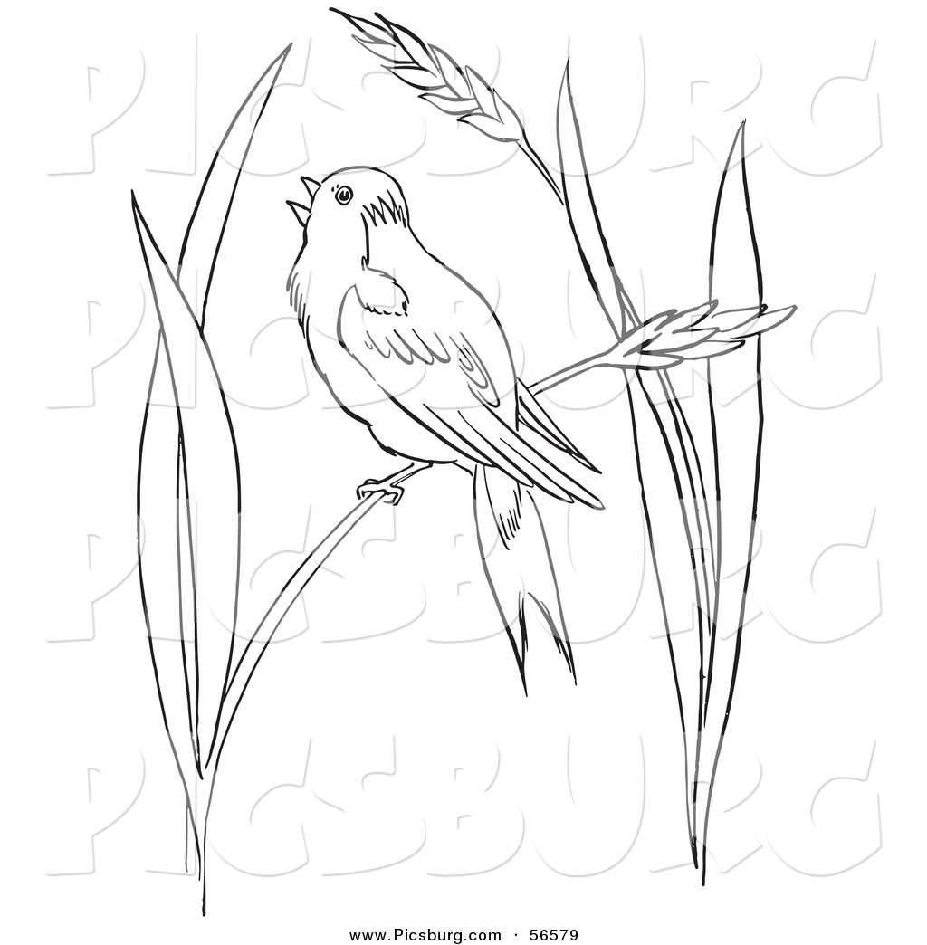 1024x1044 clip art of a bobolink bird chirping on wheat grass - Wheat Line Drawing
