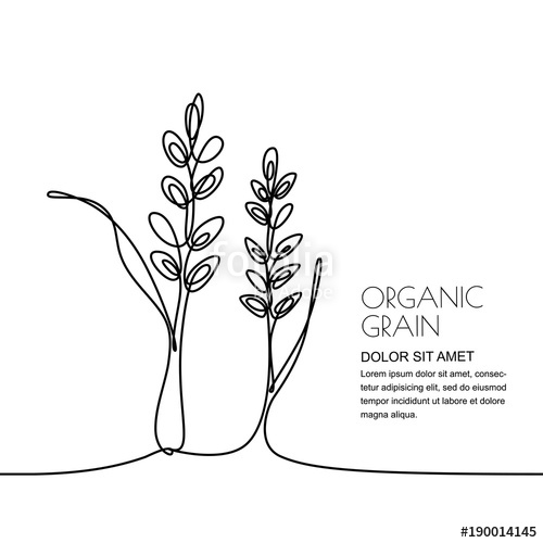500x500 Continuous Line Drawing Vector Linear Illustration Of Wheat, Rice - Wheat Plant Drawing