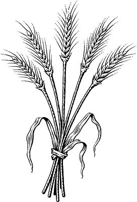 272x400 Drawn Grain Wheat Bundle - Wheat Plant Drawing