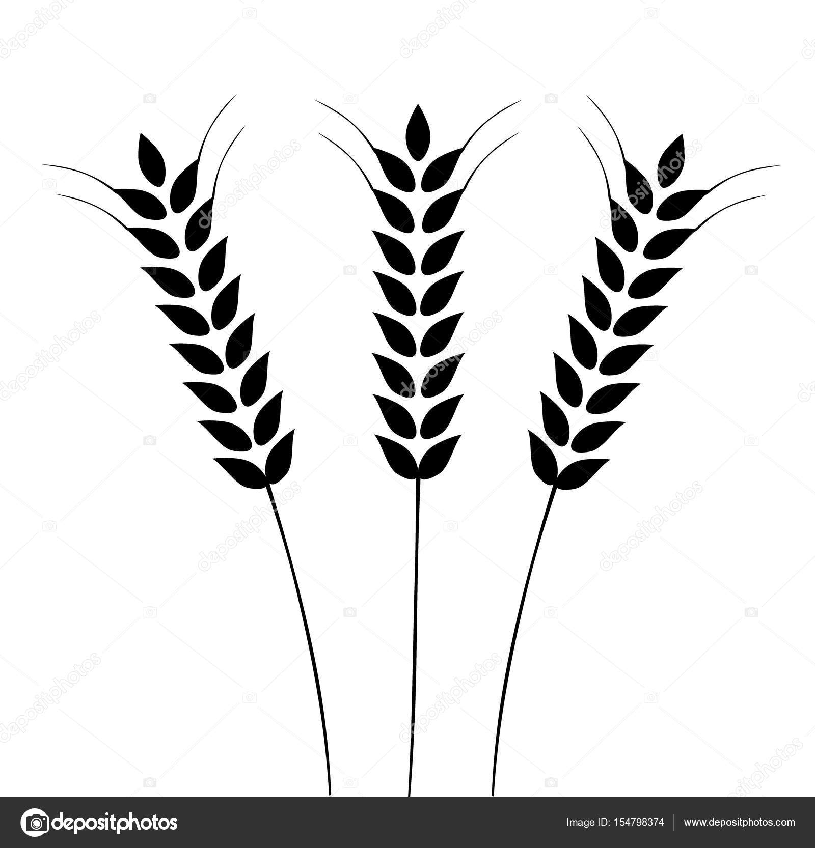 1600x1666 Grain Drawing Free Download - Wheat Plant Drawing