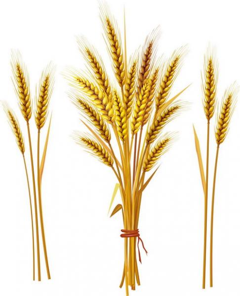 486x600 How To Draw Wheat With A Pencil Step - Wheat Plant Drawing