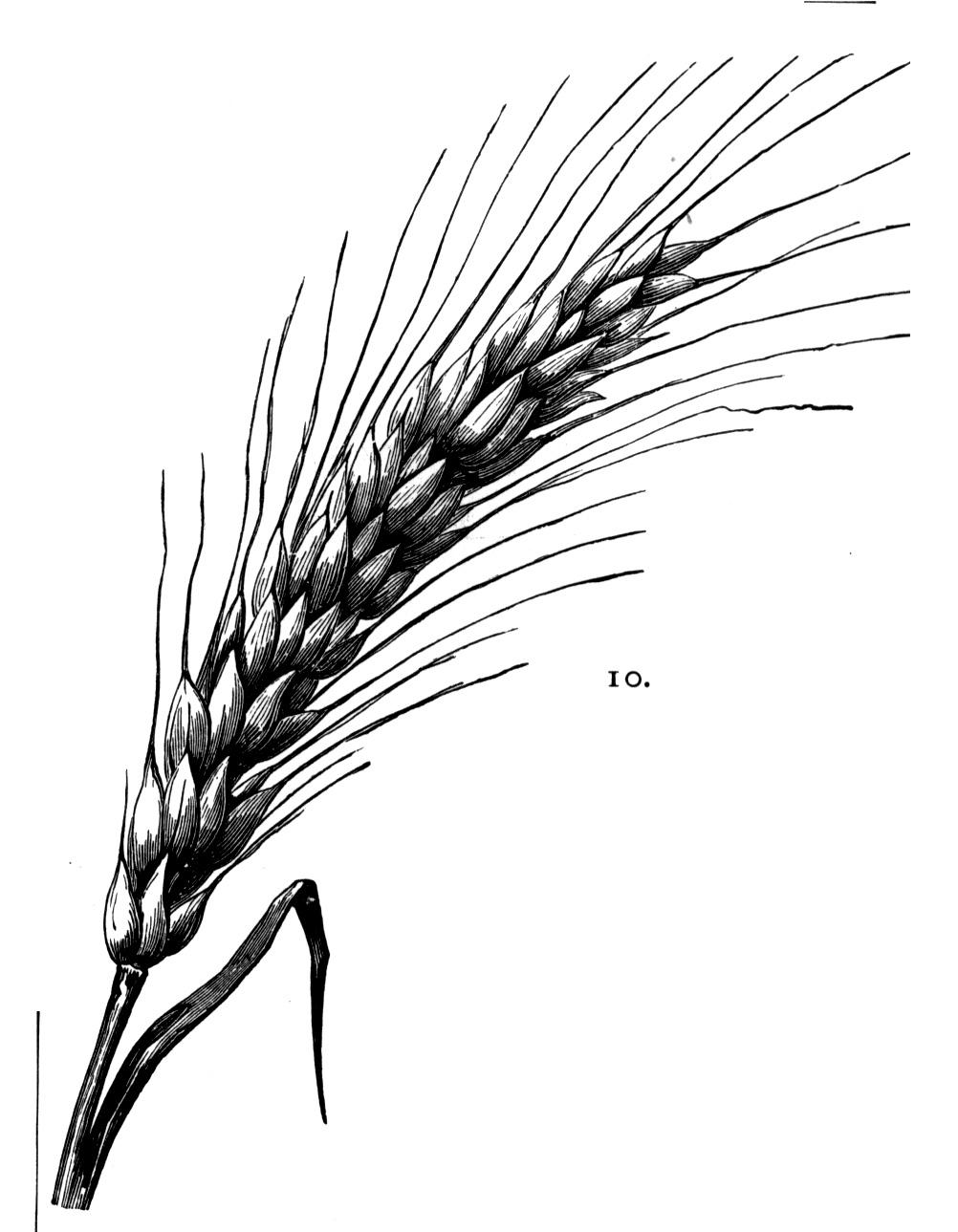 1002x1289 Grain Drawing Wheat Seed For Free Download - Wheat Plant Drawing