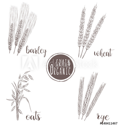 472x500 Huge Collection Of 'grain Drawing' Download More Than Images - Wheat Plant Drawing