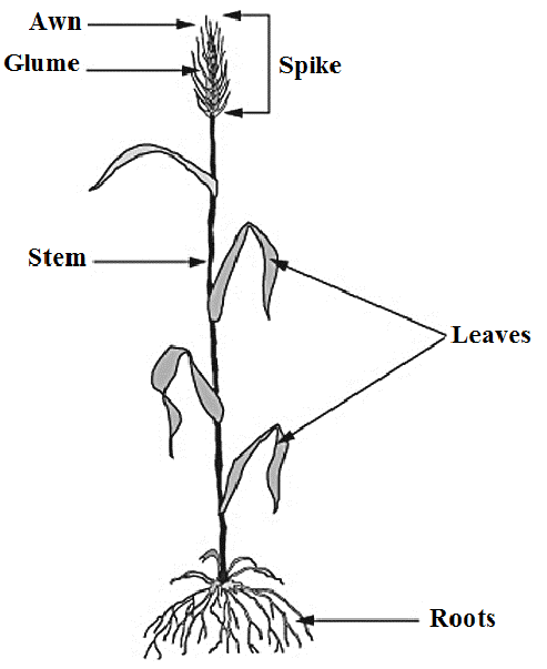 493x603 Morphology Of Wheat Plant Showing Spike - Wheat Plant Drawing