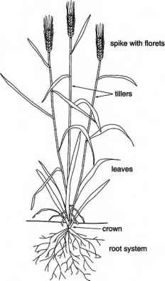 232x396 The Wheat Plant - Wheat Plant Drawing