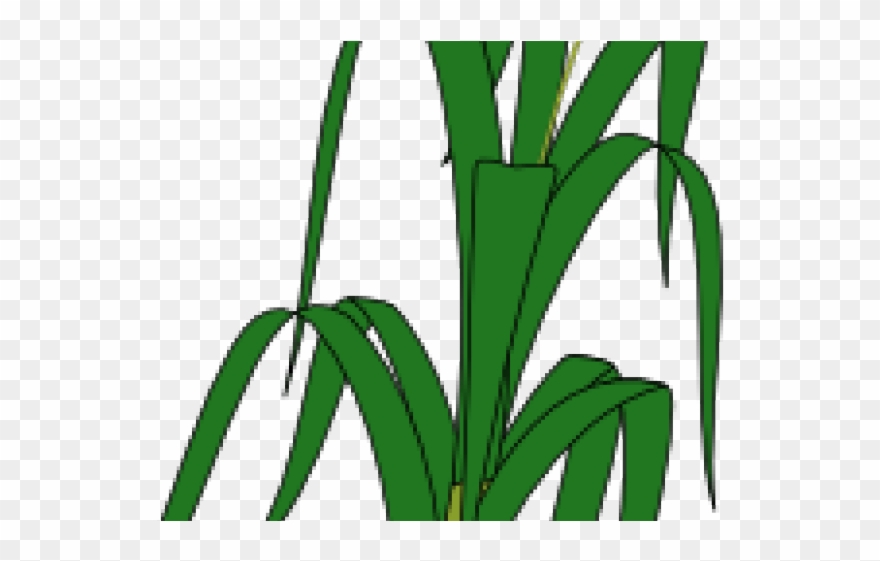 880x561 Wheat Clipart Padi - Wheat Plant Drawing