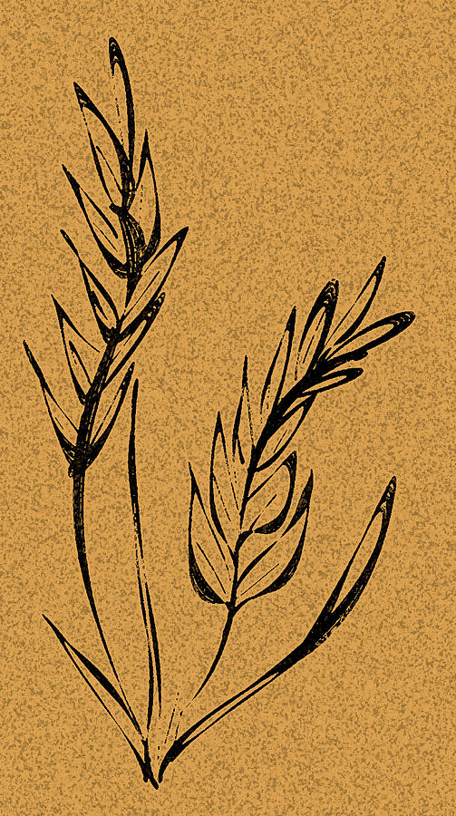 503x900 wheat fields and sun rise drawing - Wheat Plant Drawing