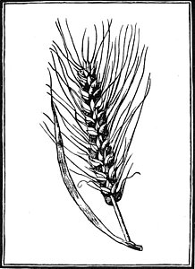 218x300 Wheat Plant Drawings Fine Art America - Wheat Plant Drawing