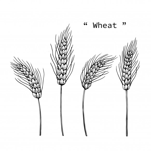 626x626 Wheat Vectors, Photos And Free Download - Wheat Plant Drawing