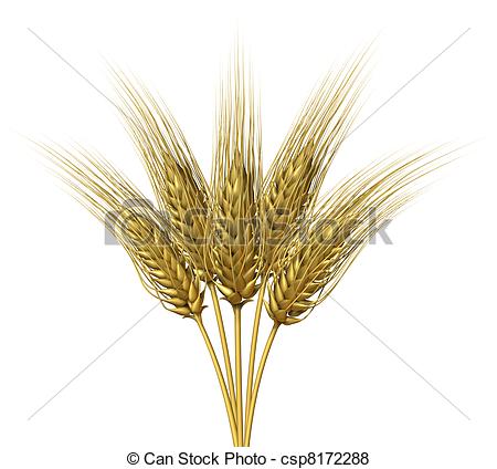 450x424 Wheat Design On A White Background As A Group Of Growing Natural - Wheat Plant Drawing
