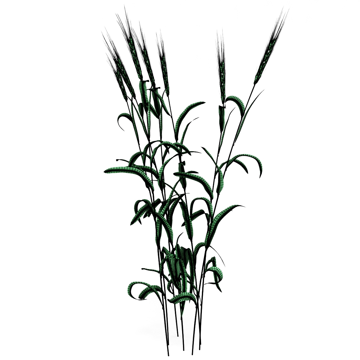 1200x1200 Wheat Plant Model - Wheat Plant Drawing