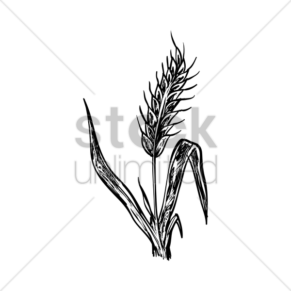 600x600 Wheat Stalk Vector Image - Wheat Plant Drawing