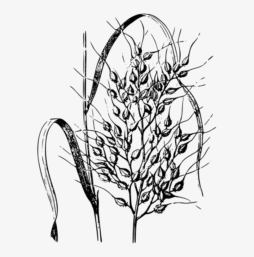820x830 Wild Rice Cereal Drawing Common Wheat - Wheat Plant Drawing