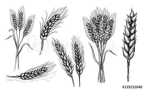 500x313 Collection Set Of Wheat Ears Hand Drawings Vector Illustration - Wheat Plant Drawing