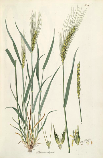 360x553 Pictures Of Wheat Plants - Wheat Plant Drawing