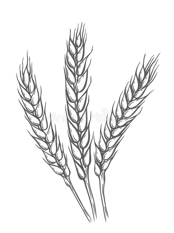 Wheat Plant Drawing at Explore collection of Wheat