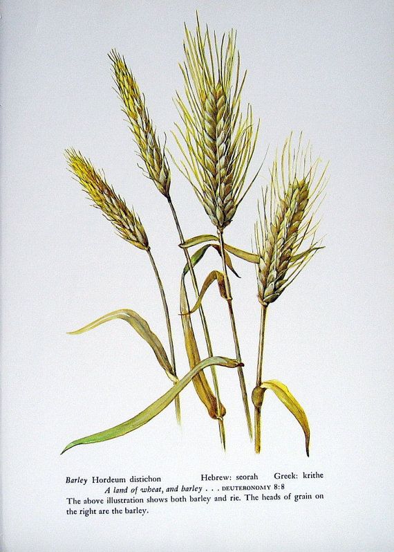 570x798 Barley Print - Wheat Plant Drawing
