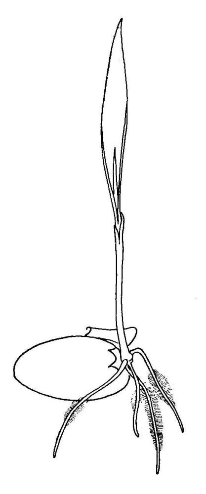 417x1000 Biological Drawing Wheat Grain, Germination Stage Resources - Wheat Plant Drawing