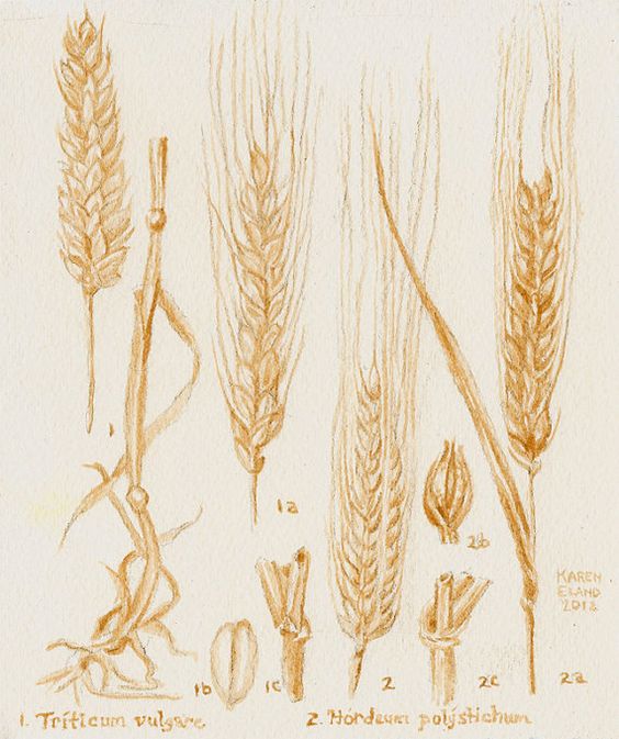 564x673 Barley Clipart Wheat Stalk - Wheat Stalk Drawing