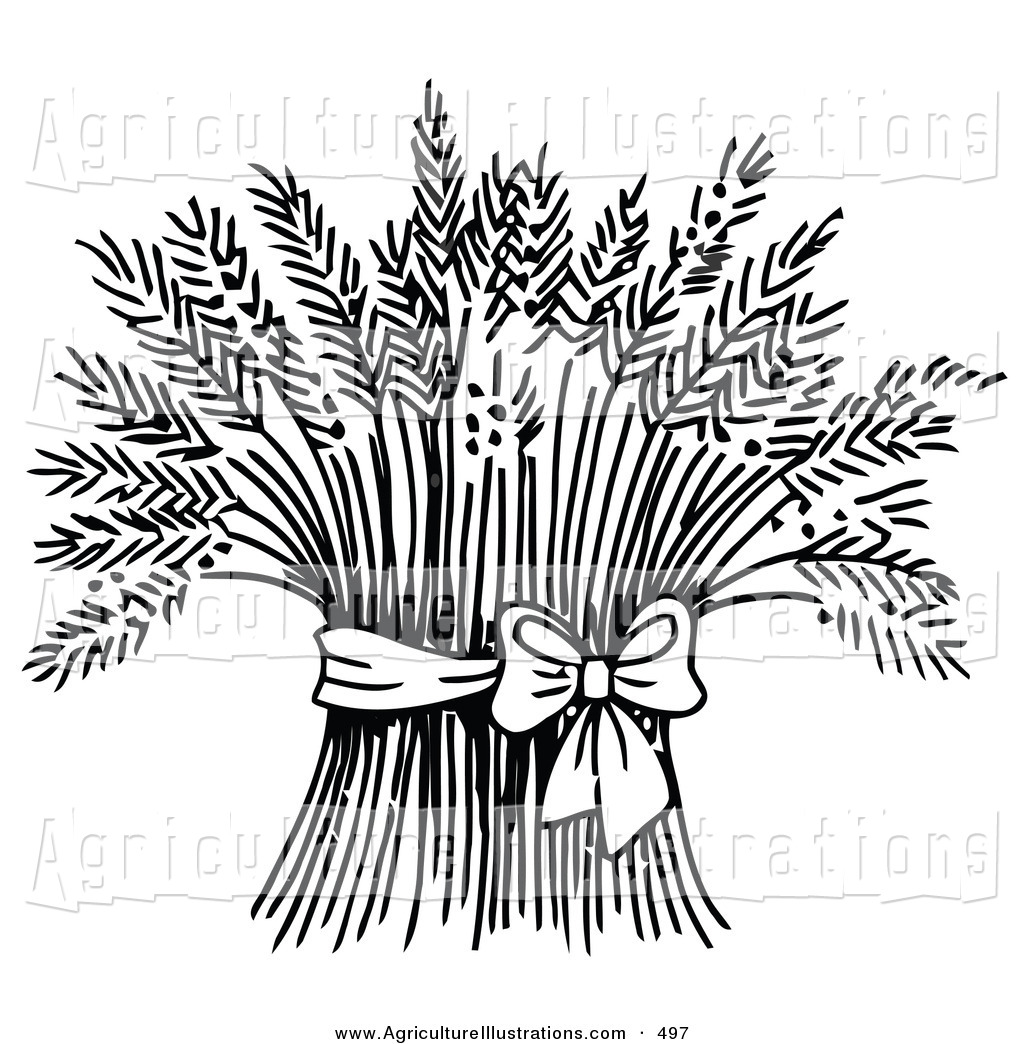 1024x1044 Barley Clipart Wheat Stalk - Wheat Stalk Drawing