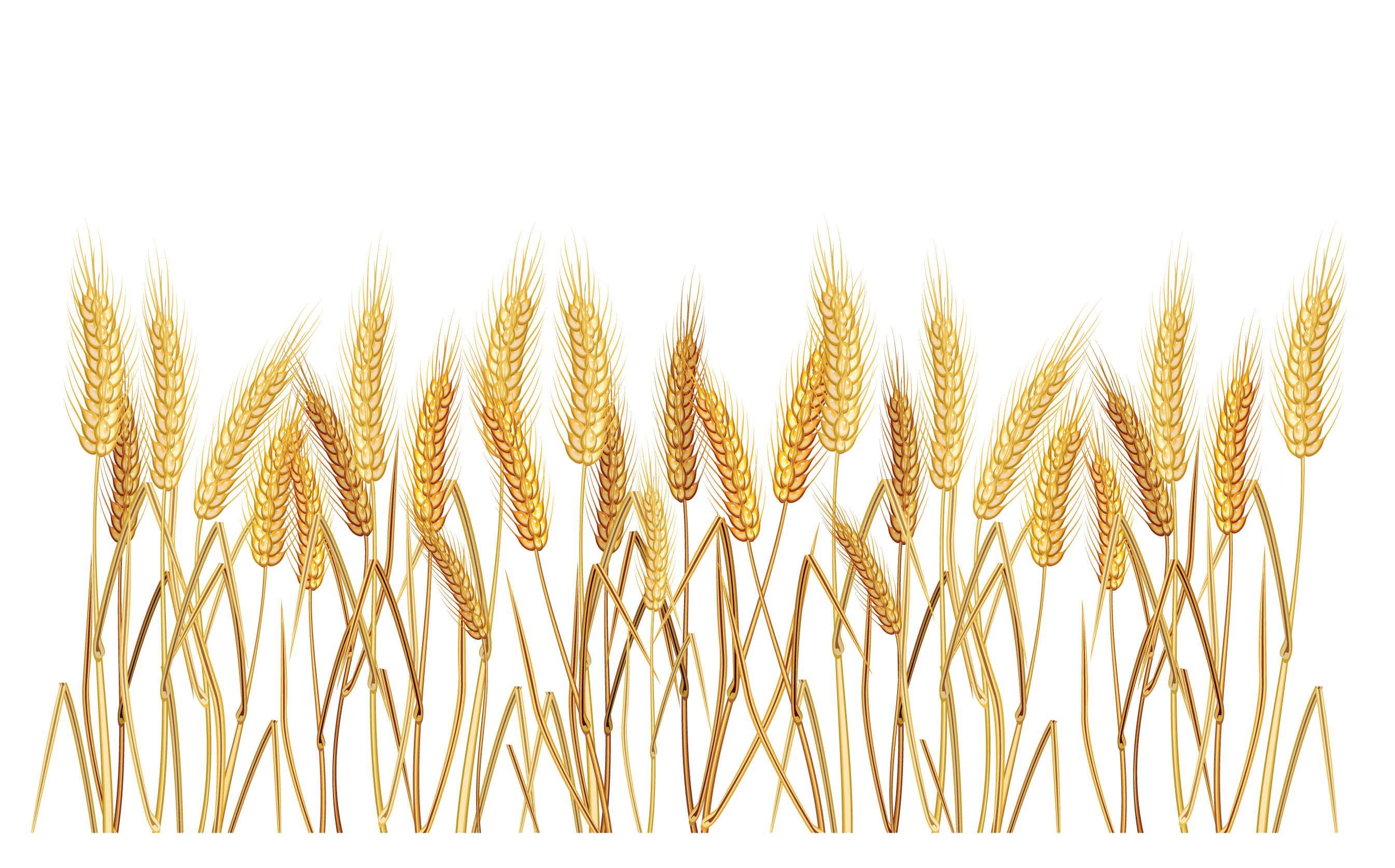 2690x1674 Collection Of Free Wheat Drawing Crop Download On Ui Ex - Wheat Stalk Drawing